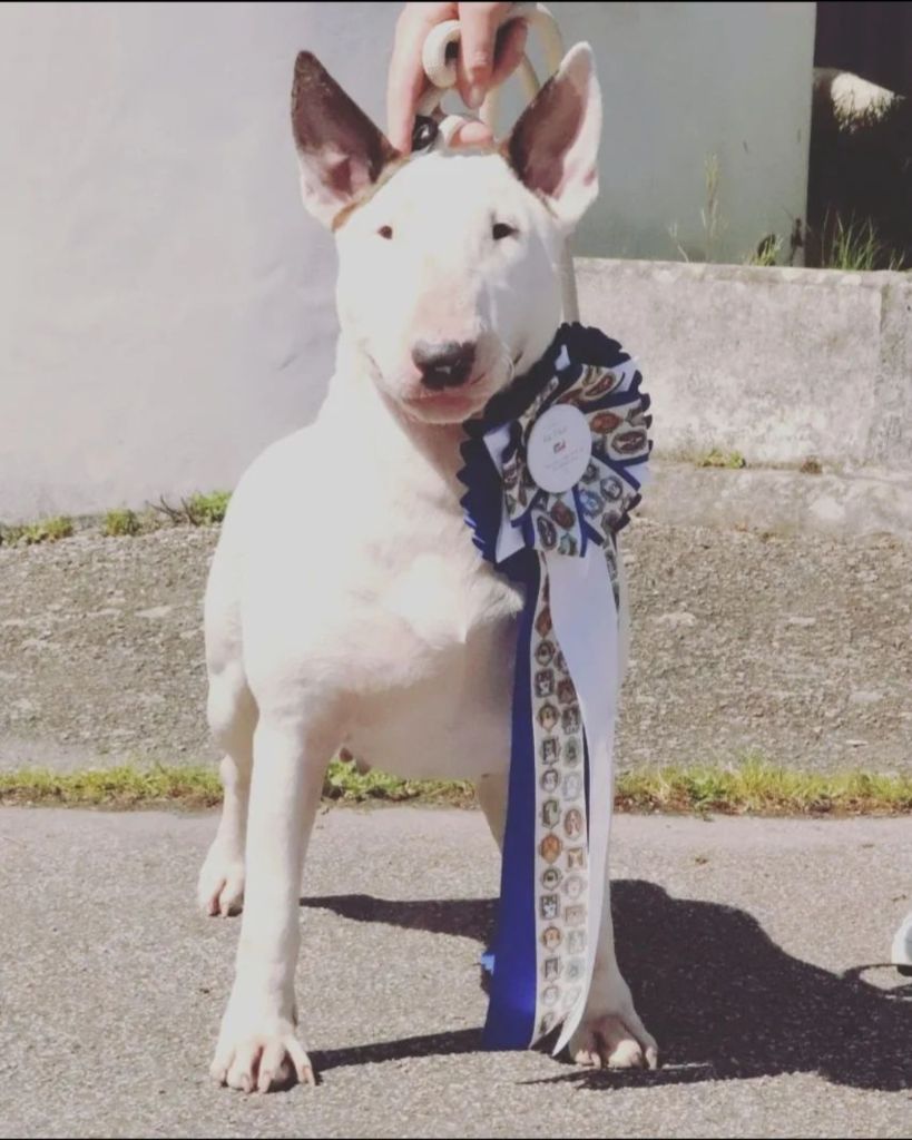 Les Bull Terrier de l'affixe De L'Eternel De Gaya 