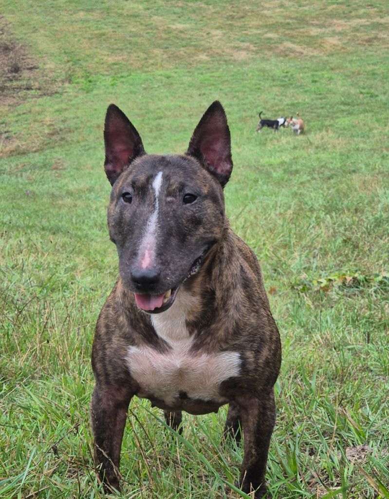 Les Bull Terrier Miniature de l'affixe De L'Eternel De Gaya 