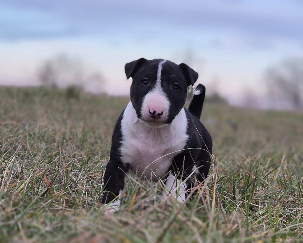 De L'Eternel De Gaya  - Chiot disponible  - Bull Terrier Miniature