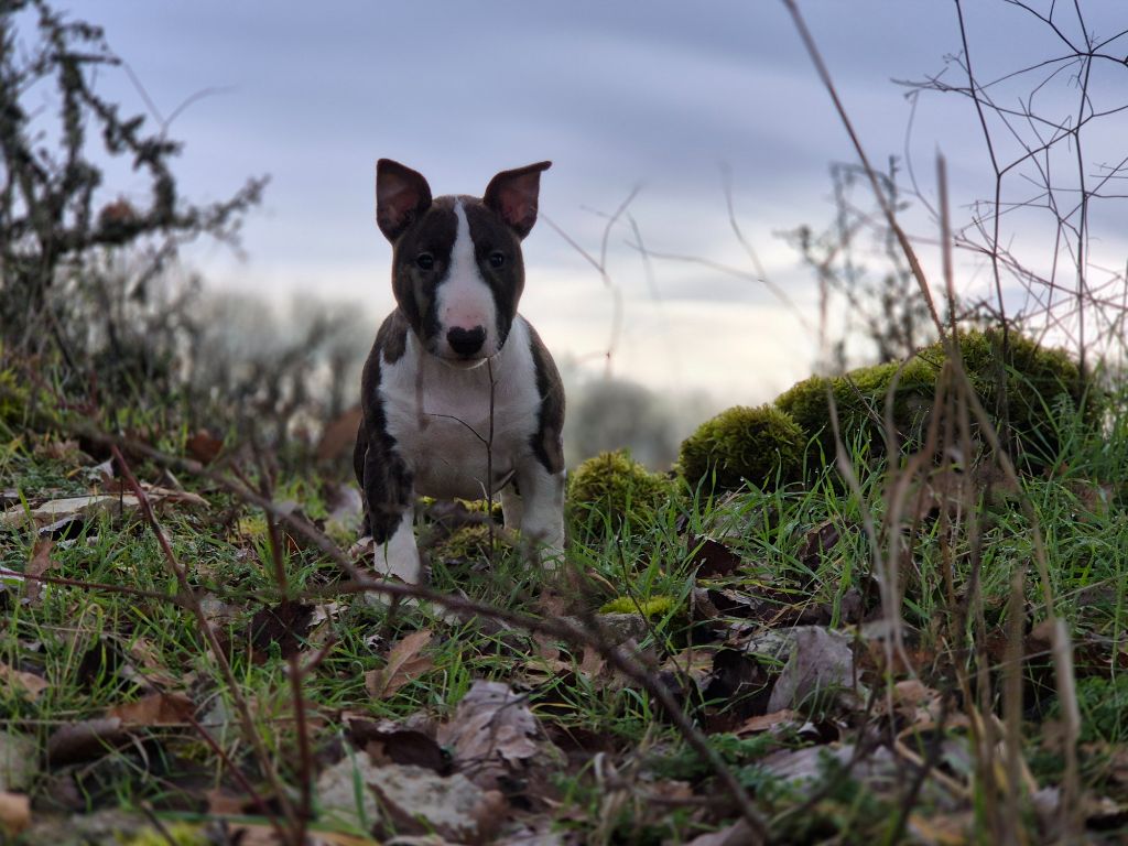 De L'Eternel De Gaya  - Chiot disponible  - Bull Terrier Miniature