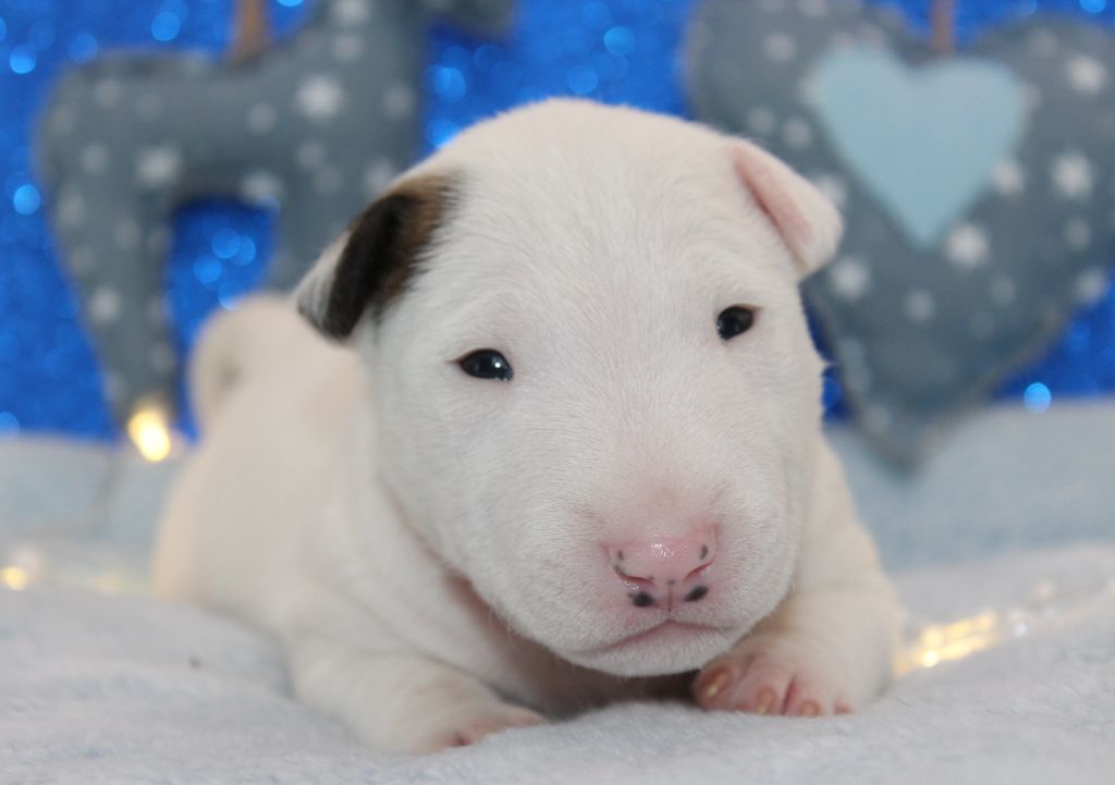 De L'Eternel De Gaya  - Chiot disponible  - Bull Terrier Miniature