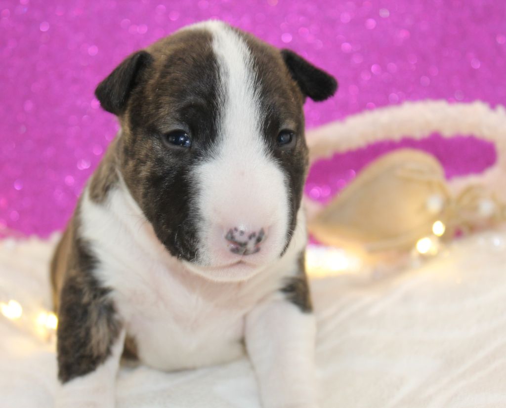 De L'Eternel De Gaya  - Chiot disponible  - Bull Terrier Miniature