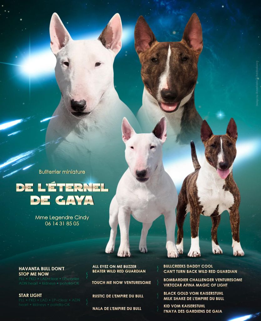 chiot Bull Terrier Miniature De L'Eternel De Gaya 