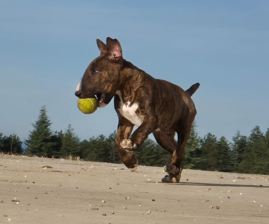 chiot Bull Terrier De L'Eternel De Gaya 