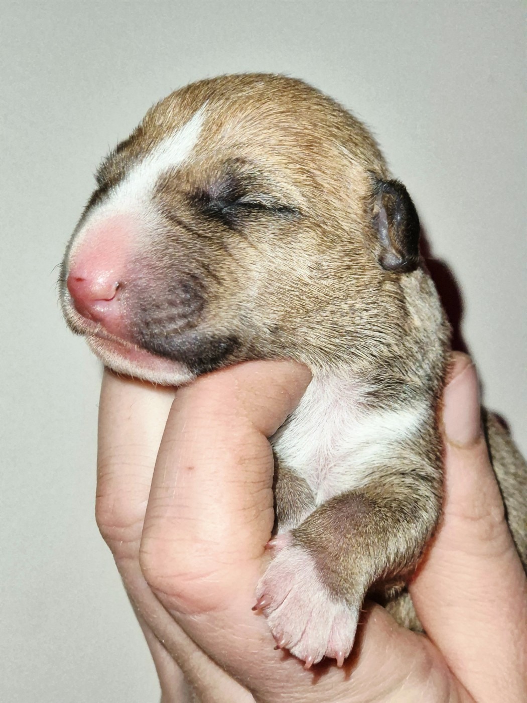 De L'Eternel De Gaya  - Chiots disponibles - Bull Terrier Miniature