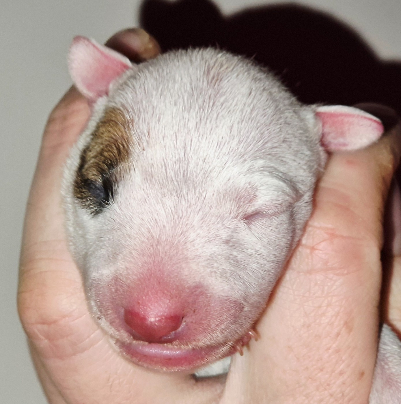 De L'Eternel De Gaya  - Chiots disponibles - Bull Terrier Miniature