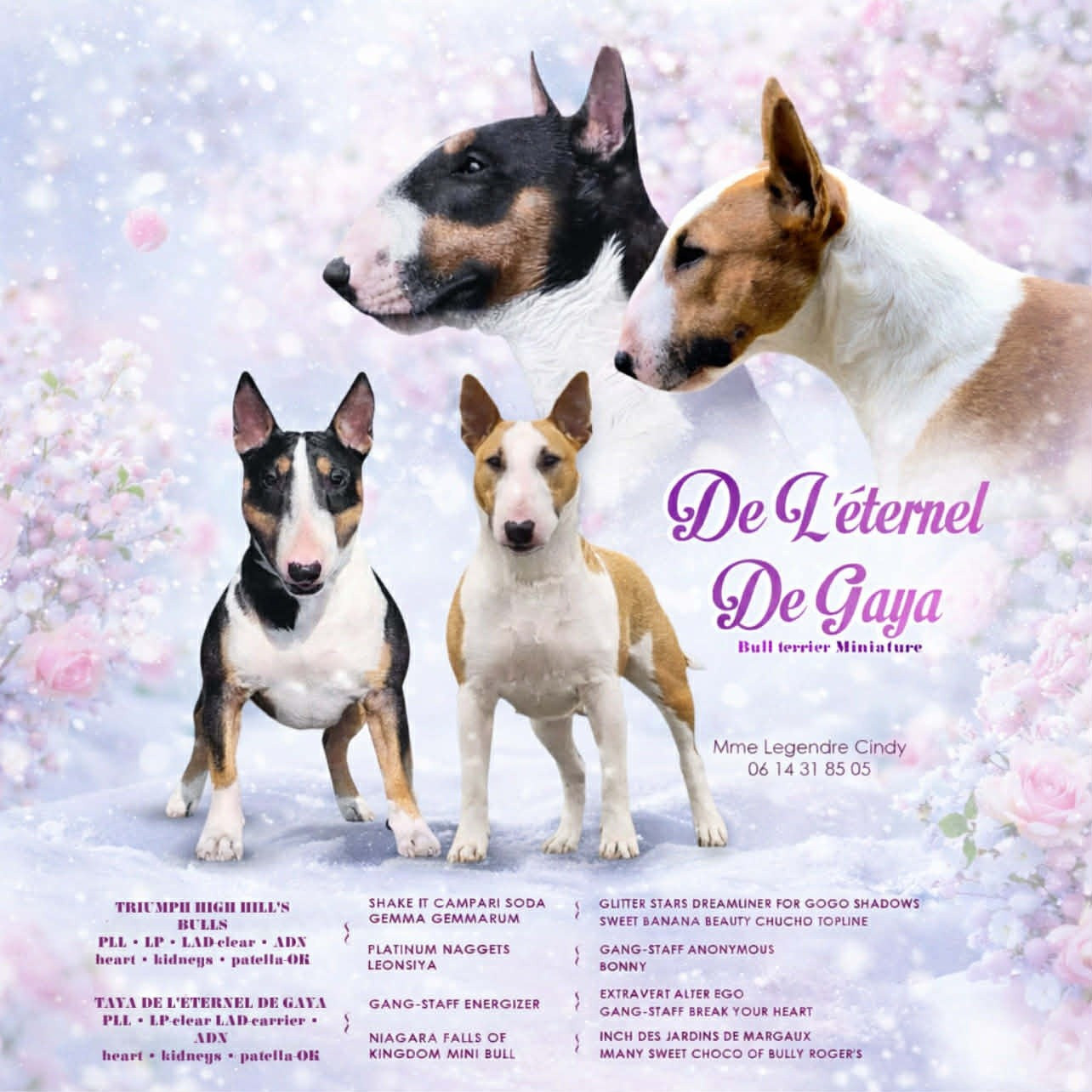 Chiot Bull Terrier Miniature De L'Eternel De Gaya 