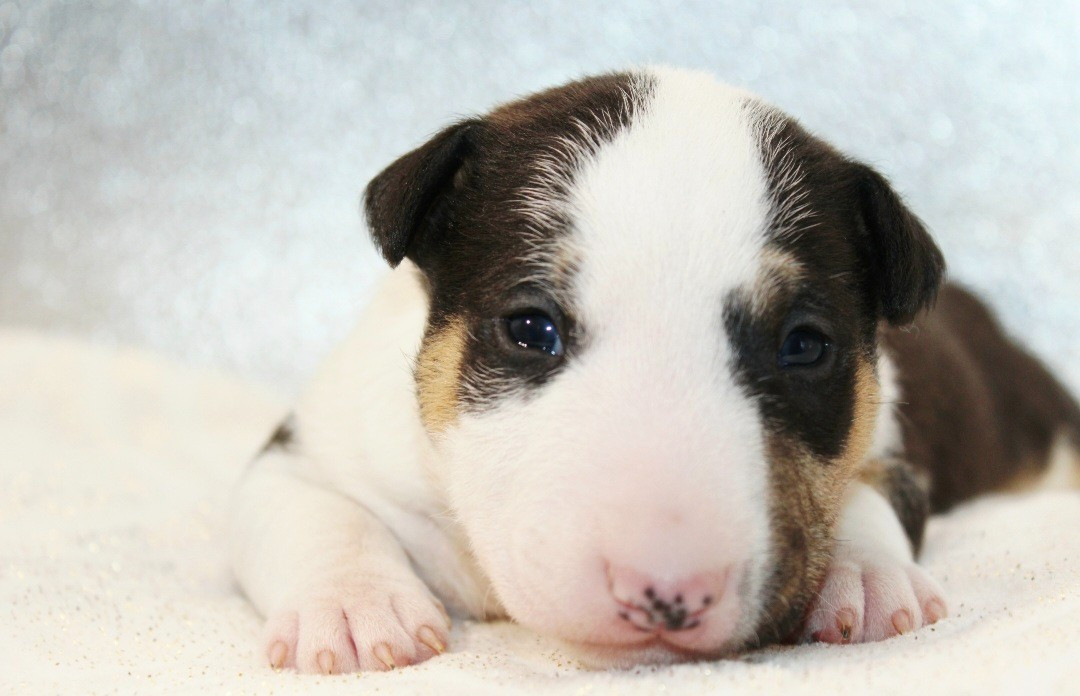 De L'Eternel De Gaya  - Chiots disponibles - Bull Terrier Miniature