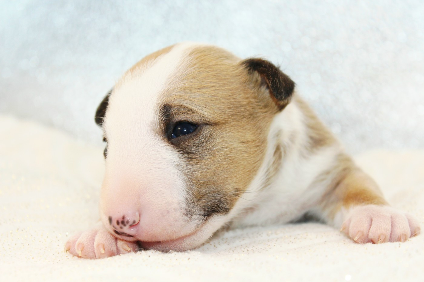 De L'Eternel De Gaya  - Chiots disponibles - Bull Terrier Miniature