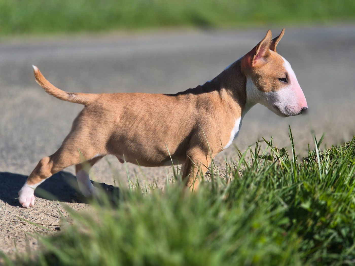 De L'Eternel De Gaya  - Chiots disponibles - Bull Terrier Miniature