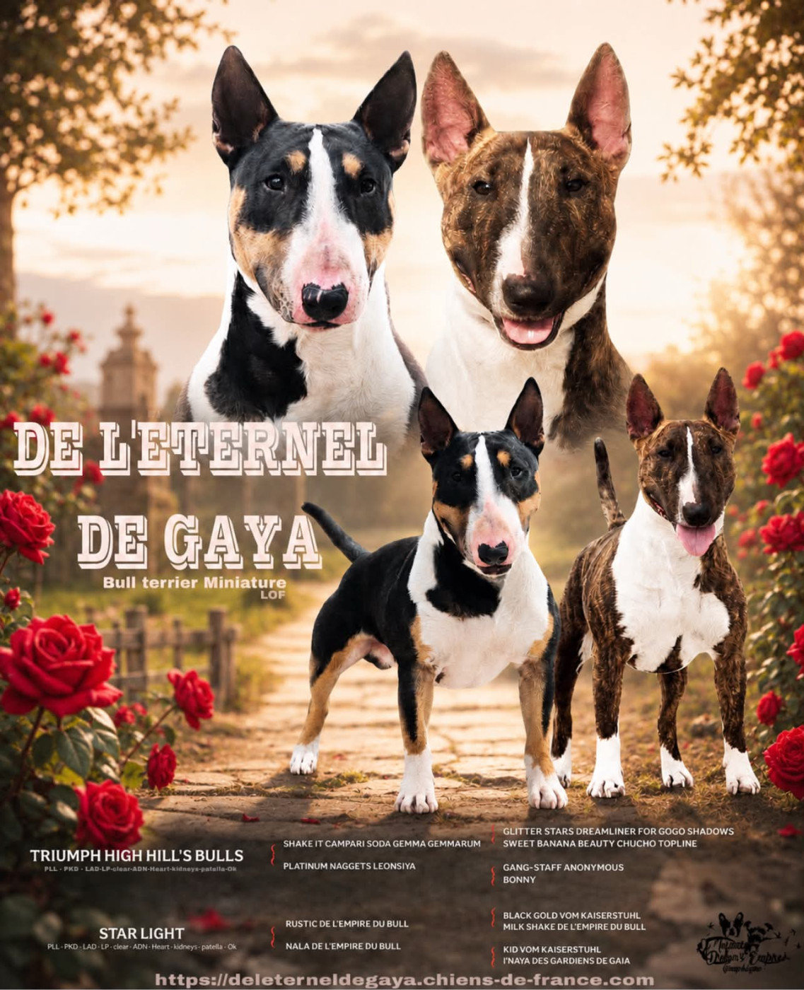 Chiot Bull Terrier Miniature De L'Eternel De Gaya 