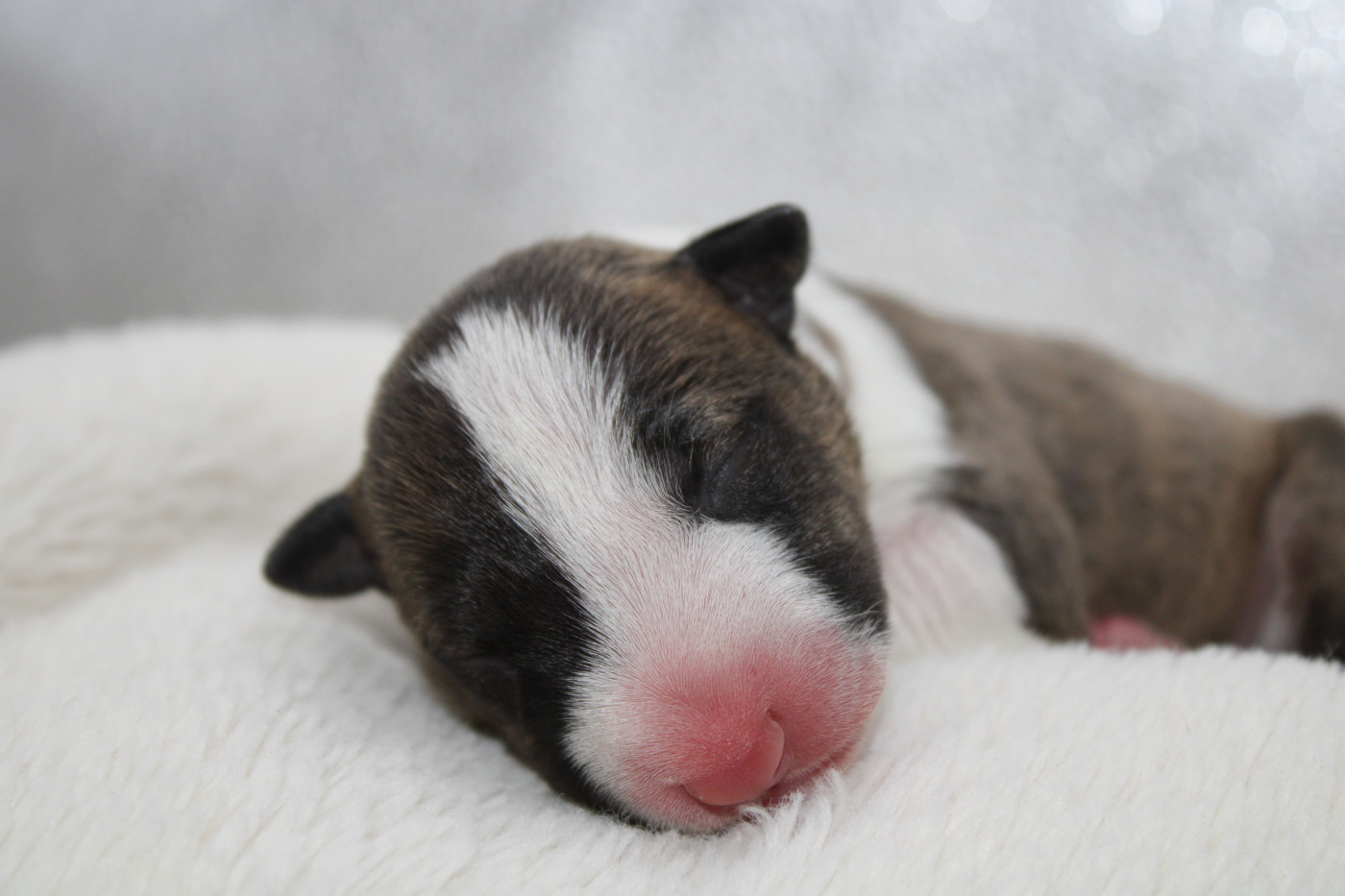 De L'Eternel De Gaya  - Chiots disponibles - Bull Terrier Miniature