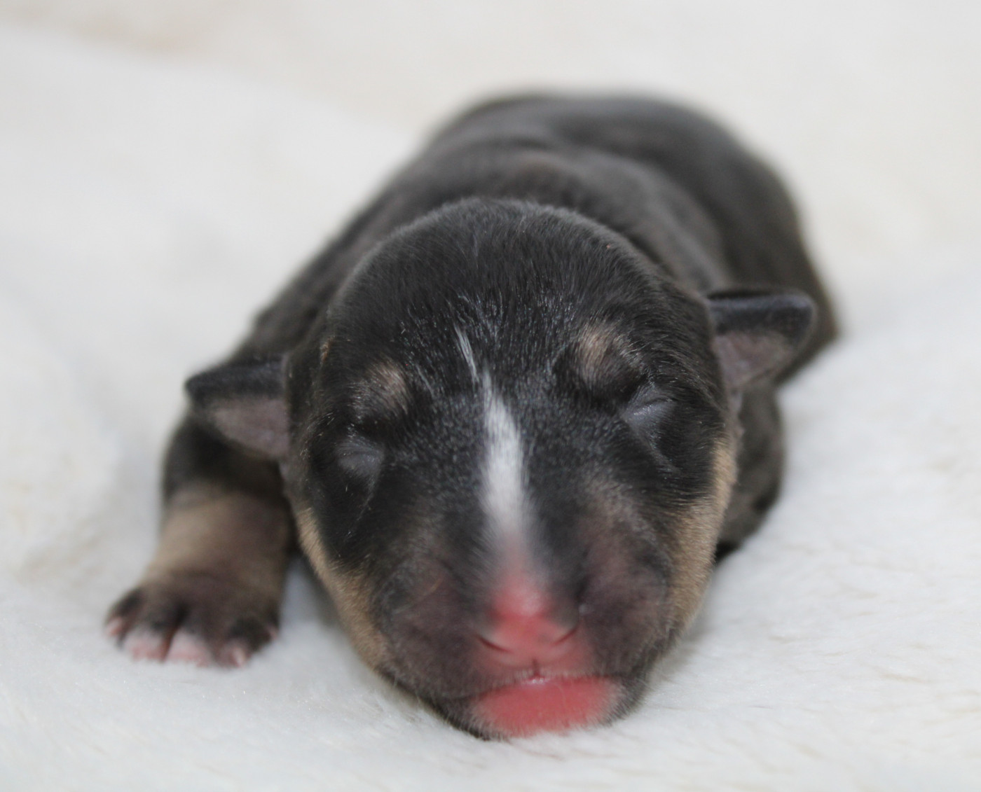 De L'Eternel De Gaya  - Chiots disponibles - Bull Terrier Miniature