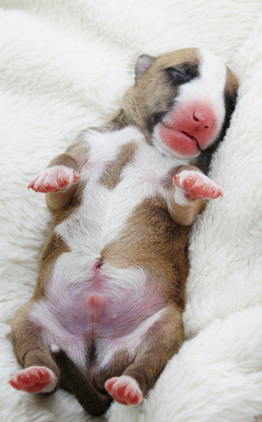 De L'Eternel De Gaya  - Chiots disponibles - Bull Terrier Miniature
