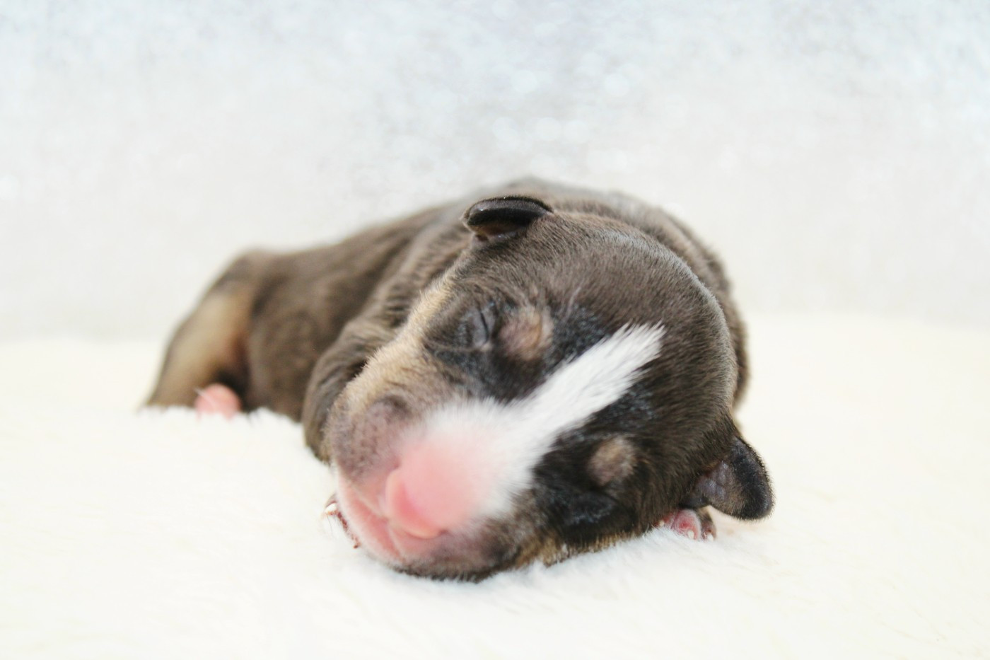De L'Eternel De Gaya  - Chiots disponibles - Bull Terrier Miniature