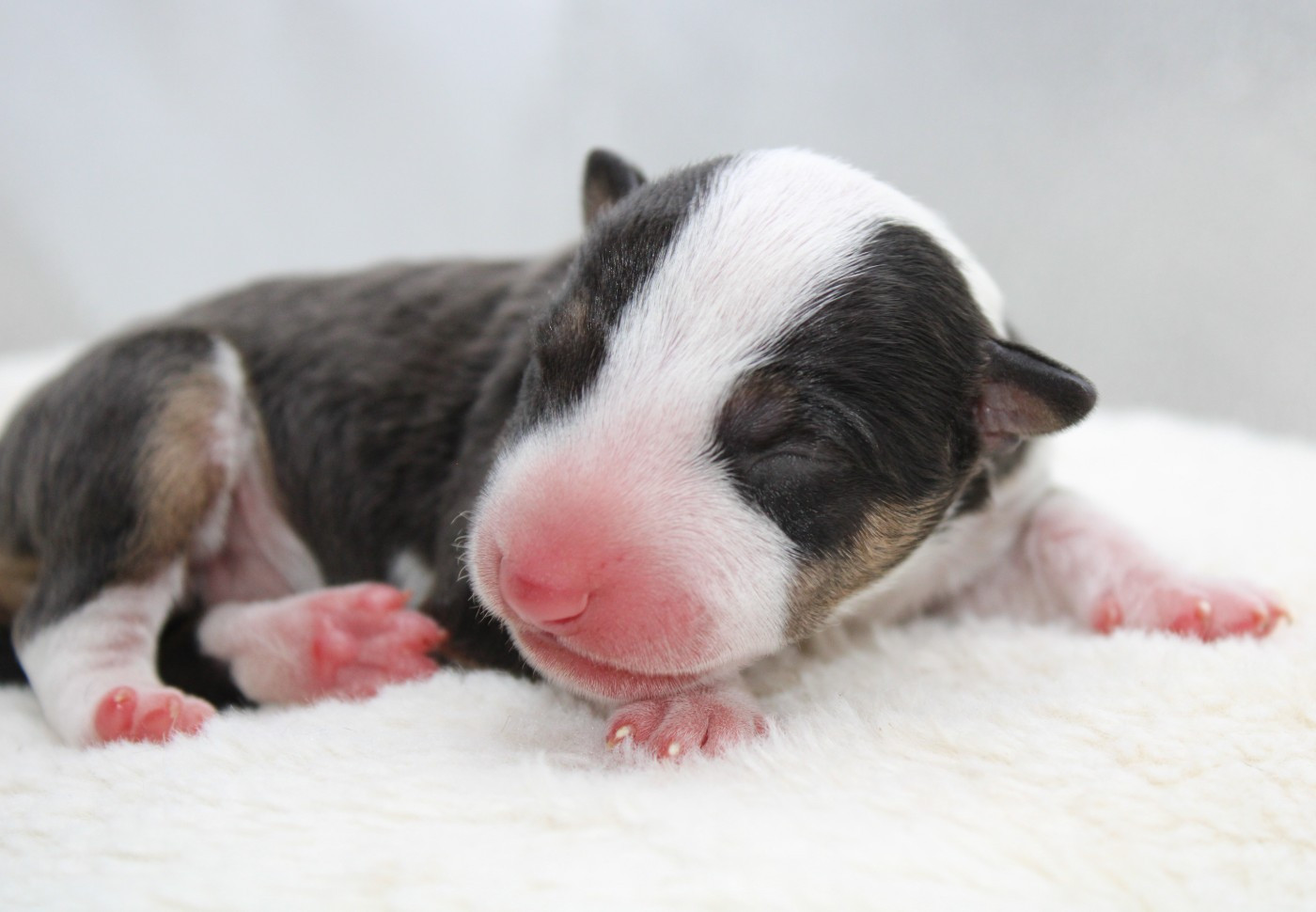 De L'Eternel De Gaya  - Chiots disponibles - Bull Terrier Miniature