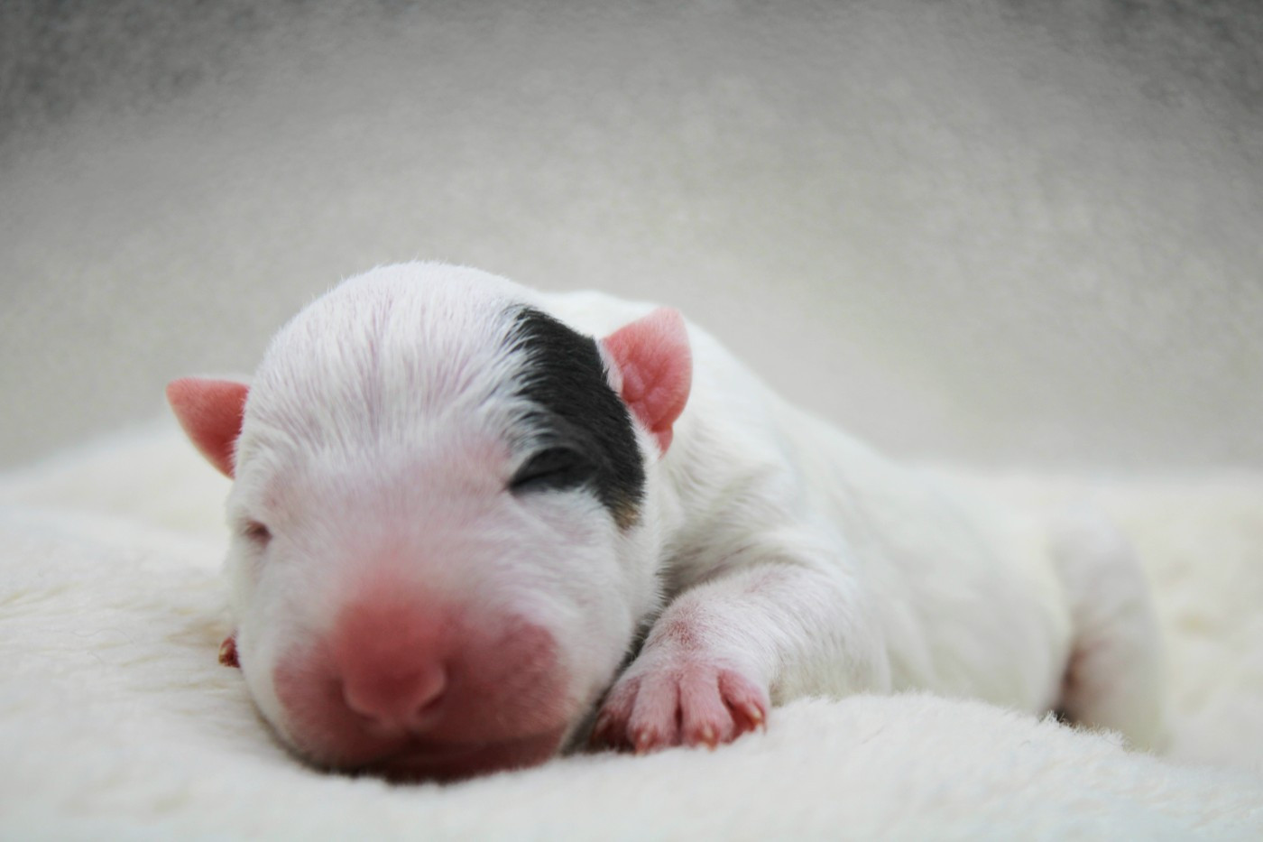 De L'Eternel De Gaya  - Chiots disponibles - Bull Terrier Miniature