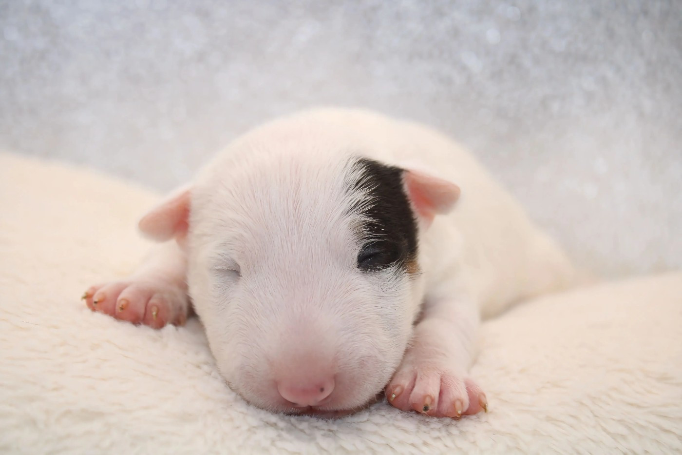 De L'Eternel De Gaya  - Chiots disponibles - Bull Terrier Miniature