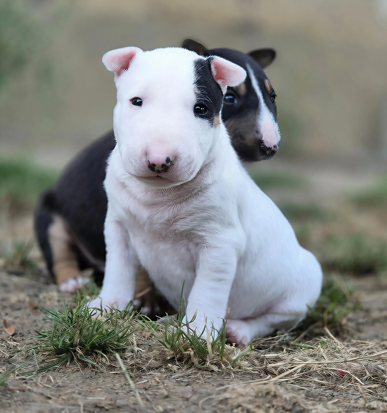 De L'Eternel De Gaya  - Chiots disponibles - Bull Terrier Miniature