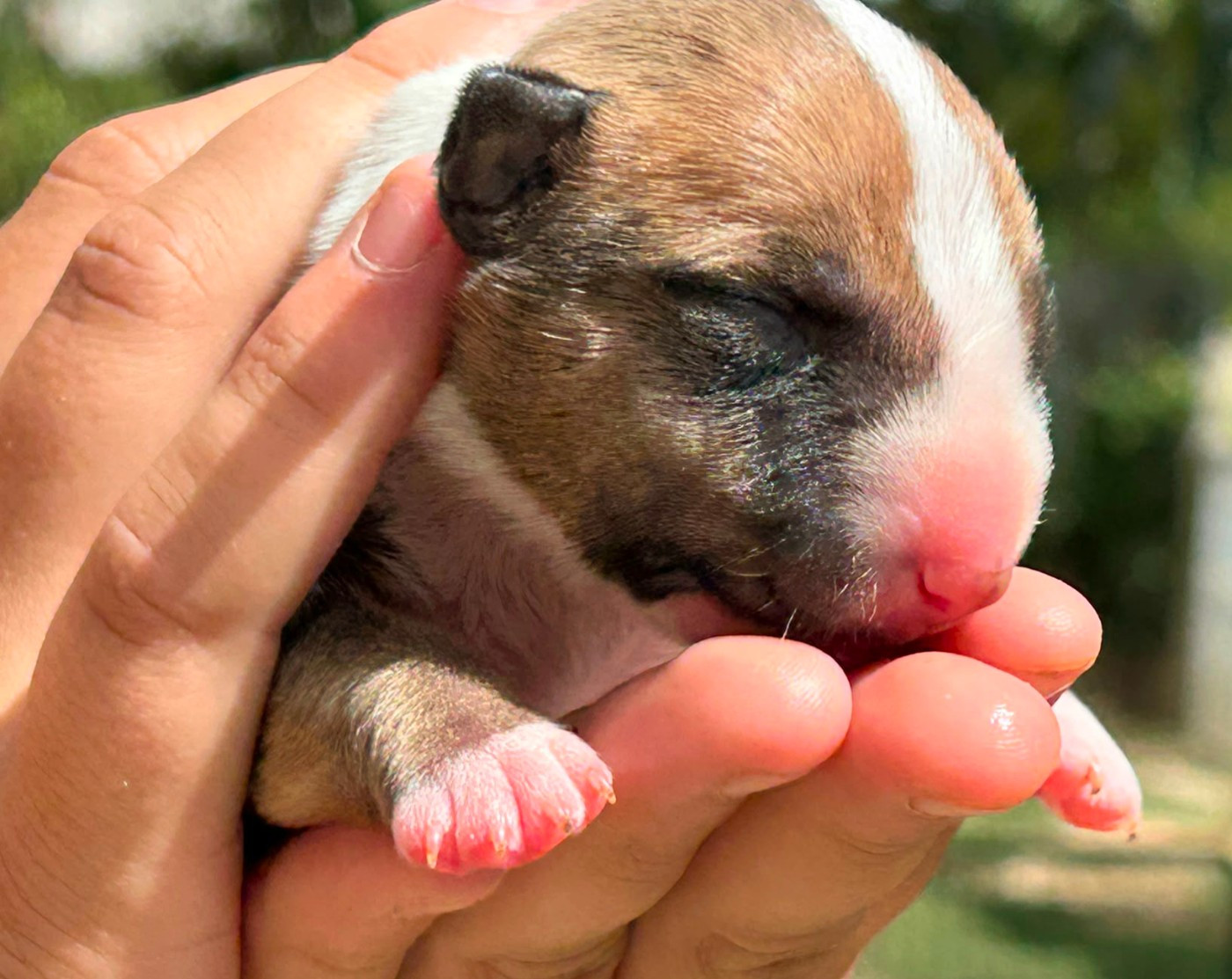 De L'Eternel De Gaya  - Chiots disponibles - Bull Terrier Miniature