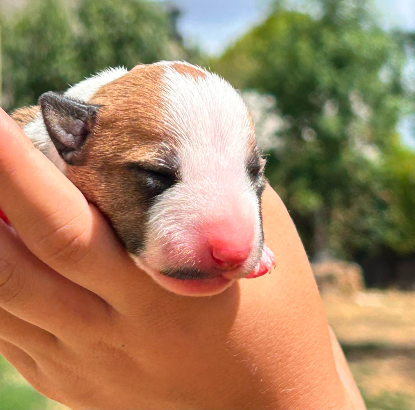 De L'Eternel De Gaya  - Chiots disponibles - Bull Terrier Miniature