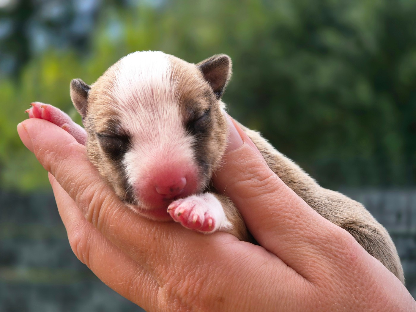 De L'Eternel De Gaya  - Chiots disponibles - Bull Terrier Miniature