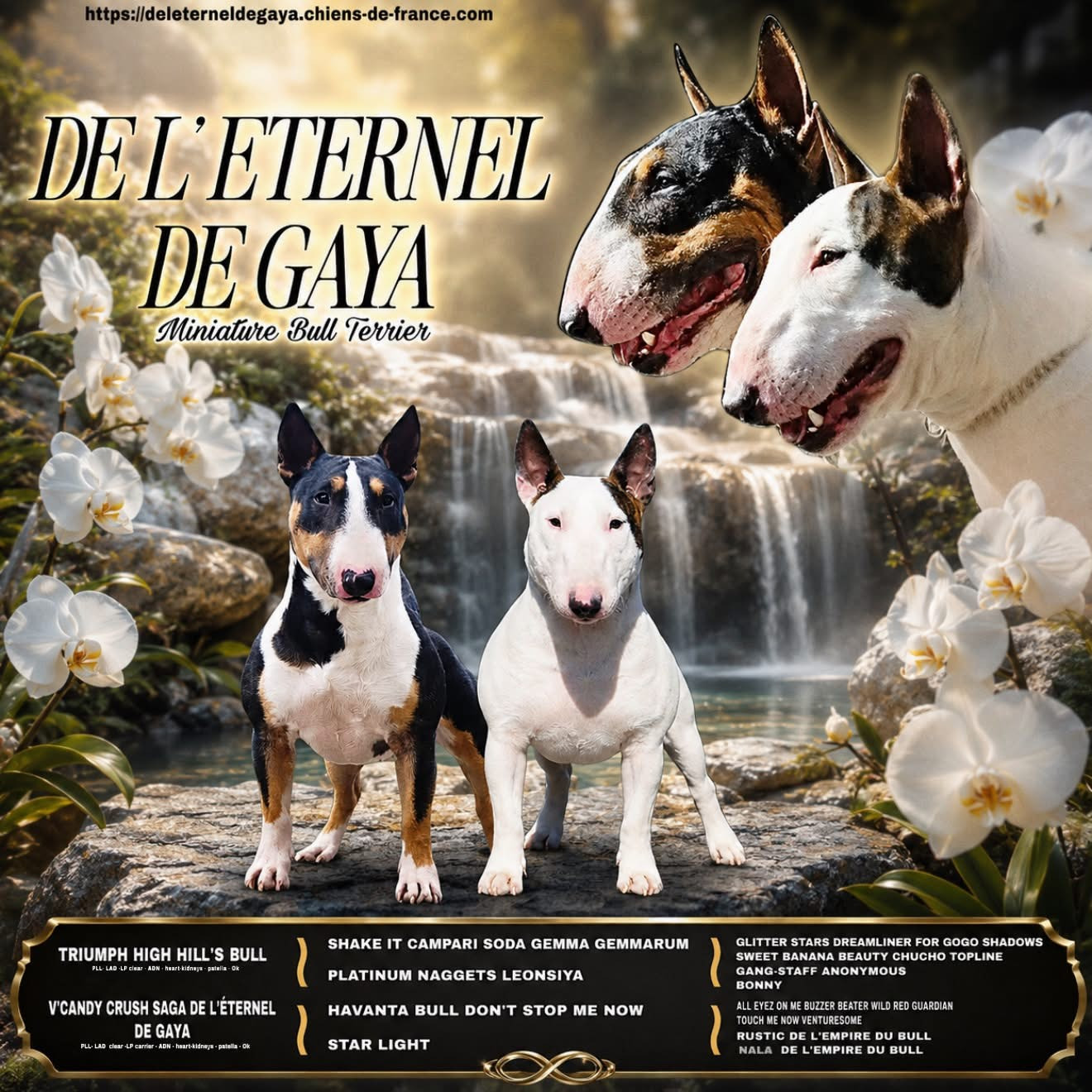 Chiot Bull Terrier Miniature De L'Eternel De Gaya 