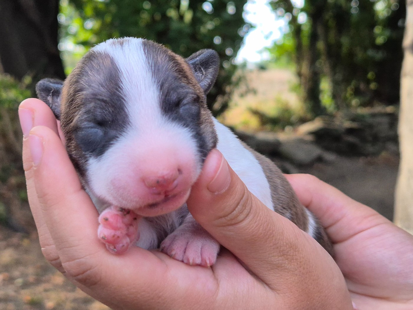 De L'Eternel De Gaya  - Chiots disponibles - Bull Terrier Miniature