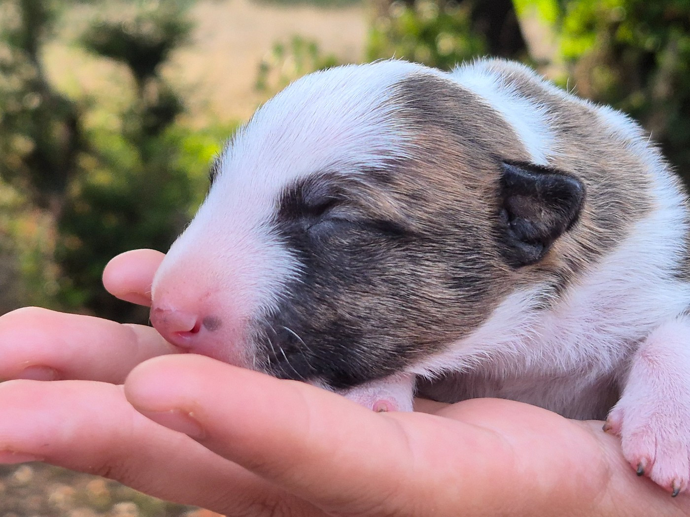De L'Eternel De Gaya  - Chiots disponibles - Bull Terrier Miniature