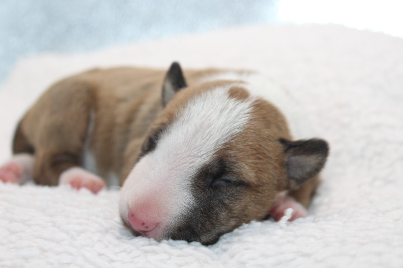 De L'Eternel De Gaya  - Chiots disponibles - Bull Terrier Miniature