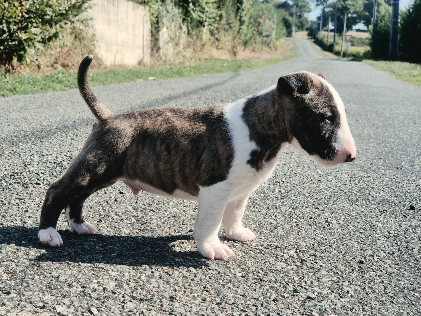 De L'Eternel De Gaya  - Chiots disponibles - Bull Terrier Miniature