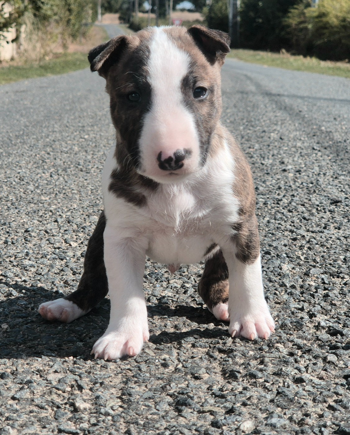 De L'Eternel De Gaya  - Chiots disponibles - Bull Terrier Miniature