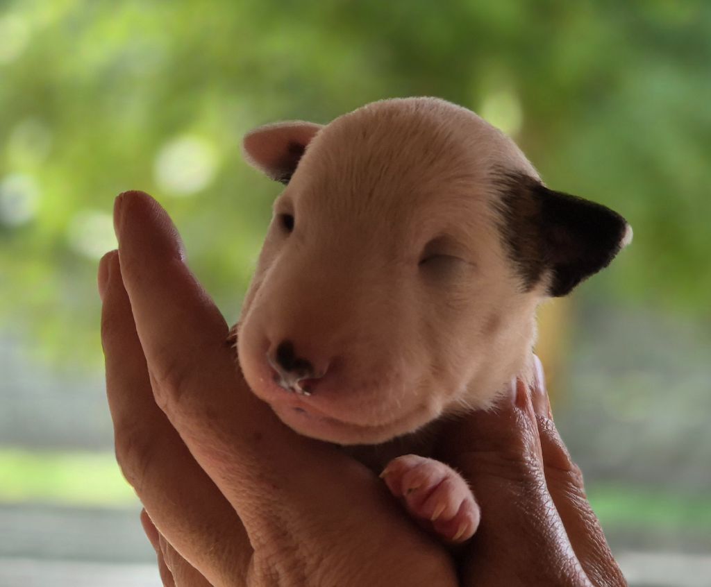 De L'Eternel De Gaya  - Chiots disponibles - Bull Terrier Miniature