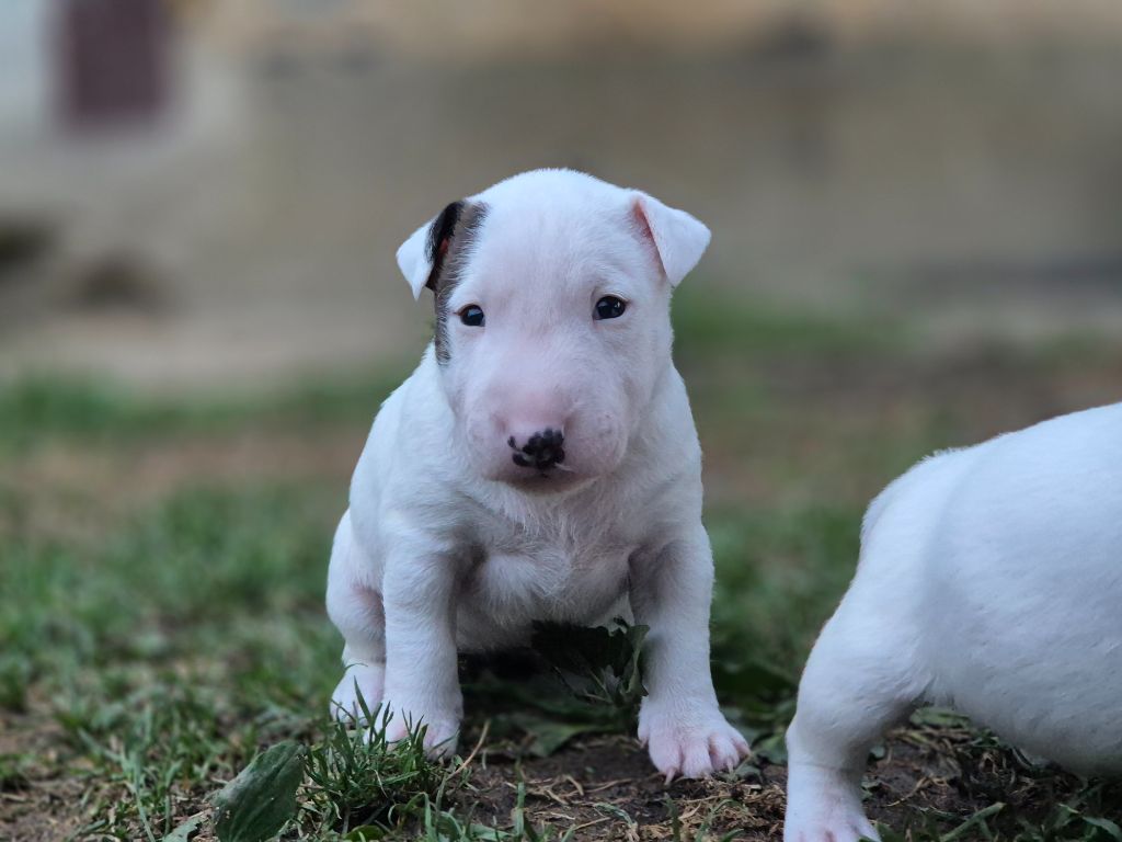 De L'Eternel De Gaya  - Chiots disponibles - Bull Terrier Miniature