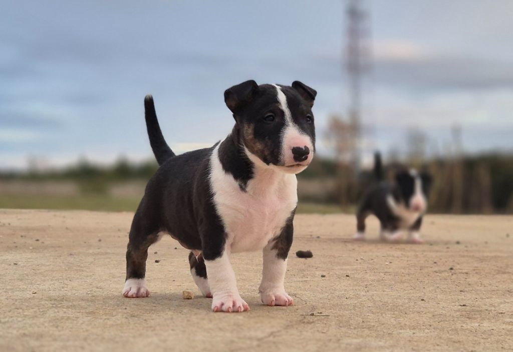 De L'Eternel De Gaya - Bull Terrier Miniature - Portée née le 04/11/2024