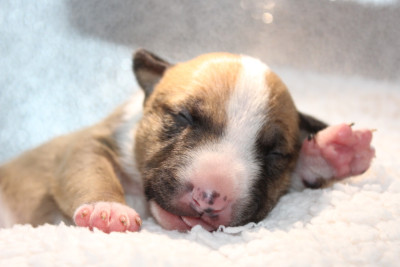 CHIOT 2