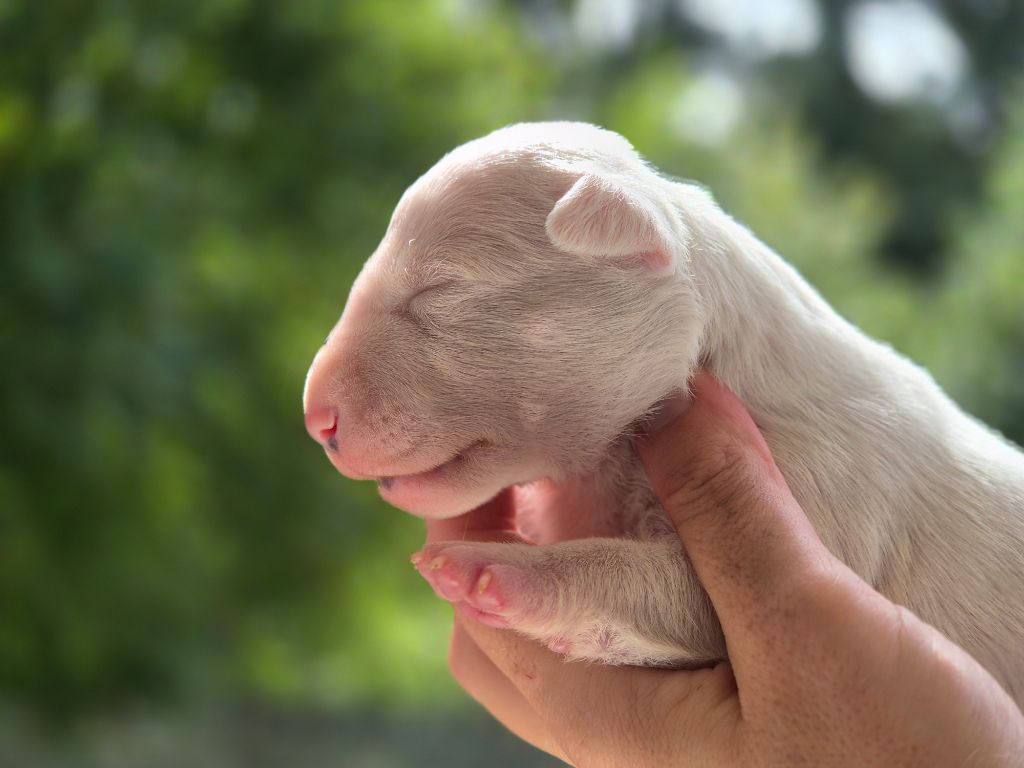 De L'Eternel De Gaya  - Chiots disponibles - Bull Terrier Miniature