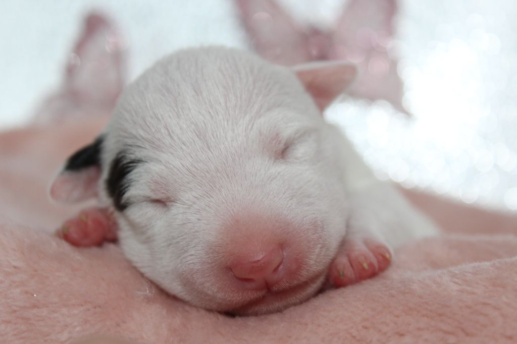 De L'Eternel De Gaya  - Bull Terrier Miniature - Portée née le 04/11/2024