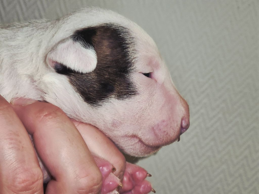 De L'Eternel De Gaya  - Chiots disponibles - Bull Terrier Miniature